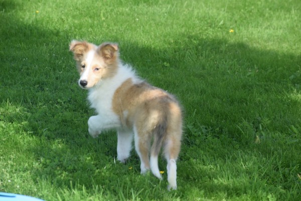 Sheltie (reu) 96625