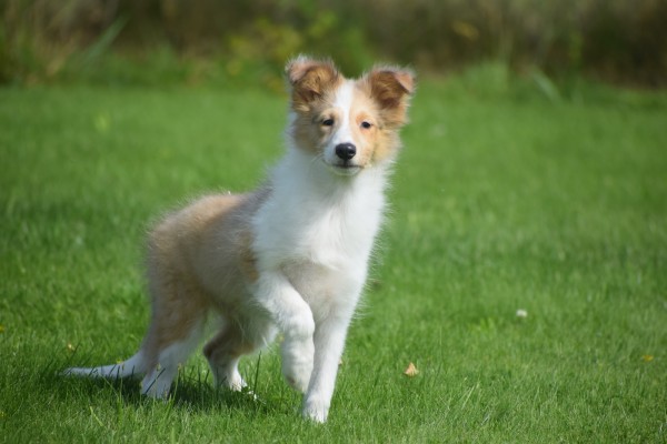 Sheltie (reu) 96625
