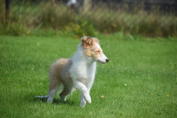 Sheltie (reu) 96625