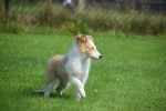 Sheltie (reu) 96625
