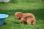 Caniche (teef) 84678