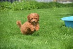Caniche (teef) 84678
