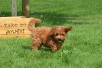 Caniche (teef) 84678