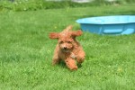 Caniche (teef) 84678