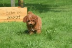 Caniche (teef) 84678