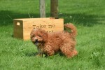 Caniche (teef) 84678