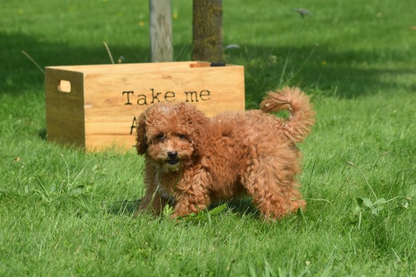 Caniche (teef) 84678