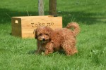 Caniche (teef) 84678