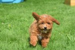 Caniche (teef) 84678
