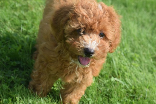 Caniche (teef) 84679