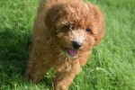Caniche (teef) 84679