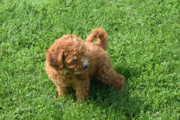 Caniche (teef) 84679