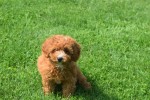 Caniche (teef) 84679
