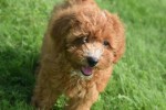 Caniche (teef) 84679