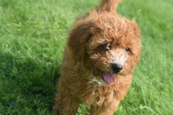 Caniche (teef) 84679