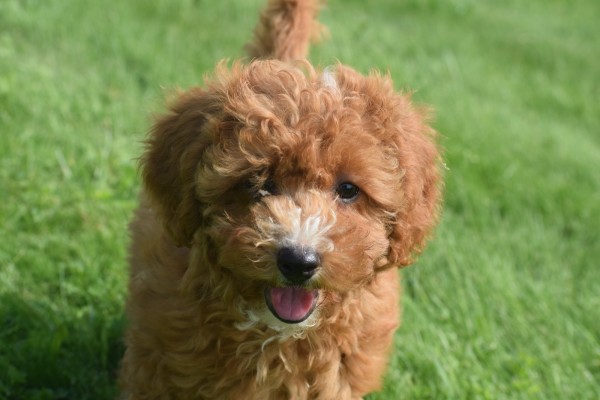 Caniche (teef) 84679