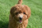 Caniche (teef) 84679