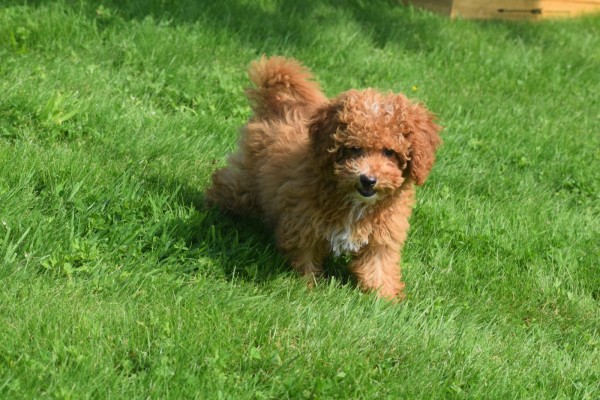 Caniche (reu) 84632