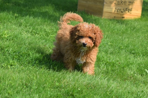 Caniche (reu) 84632