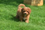 Caniche (reu) 84632