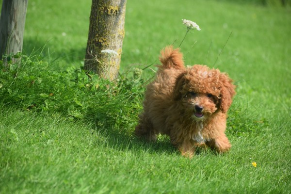 Caniche (reu) 84632