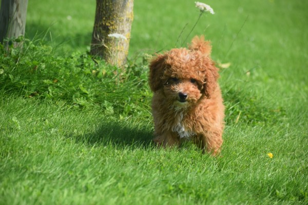Caniche (reu) 84632