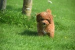Caniche (reu) 84632