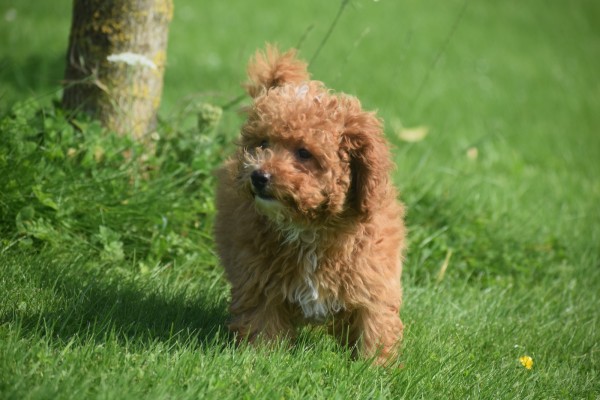 Caniche (reu) 84632