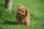 Caniche (reu) 84632