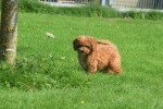 Caniche (reu) 84632