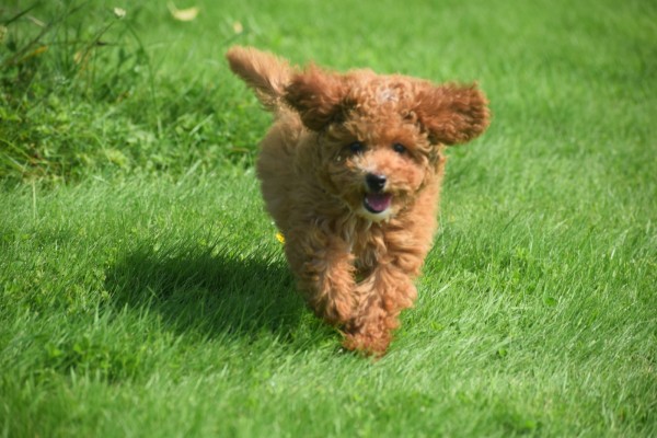 Caniche (reu) 84632