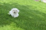 Bichon maltais (reu) 68249