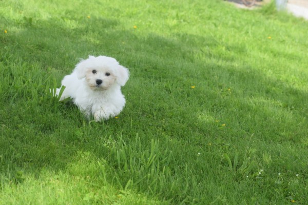 Bichon maltais (reu) 68249