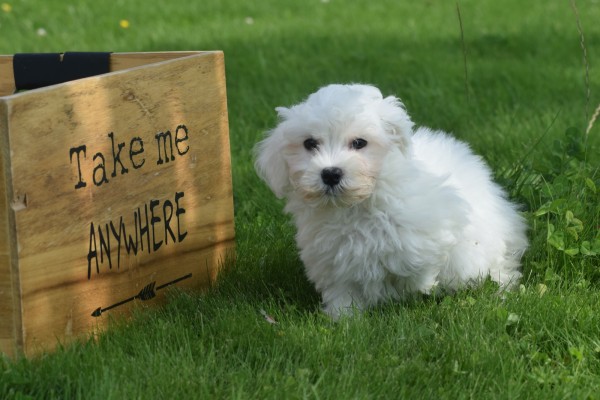 Bichon maltais (reu) 68249