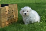 Bichon maltais (reu) 68249