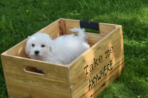 Bichon maltais (reu) 68249