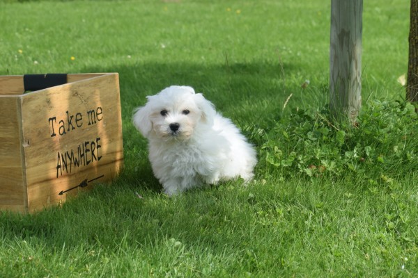 Bichon maltais (reu) 68249