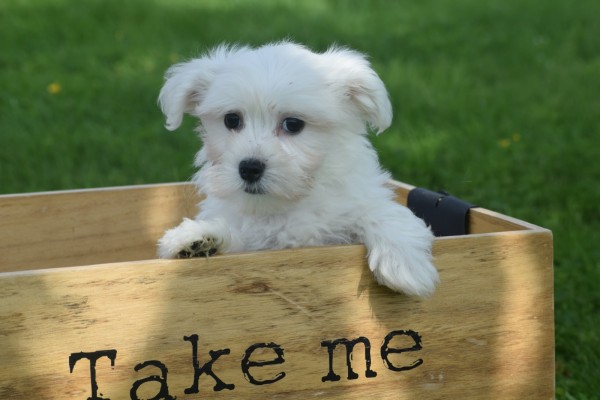 Bichon maltais (reu) 68650
