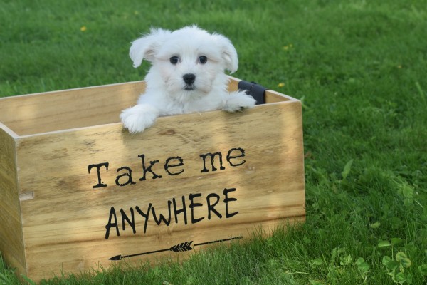 Bichon maltais (reu) 68650