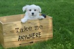 Bichon maltais (reu) 68650