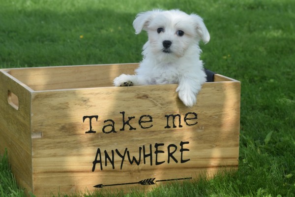 Bichon maltais (reu) 68650