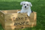 Bichon maltais (reu) 68650
