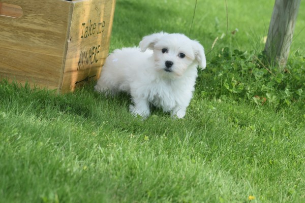 Bichon maltais (reu) 68650