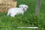 Bichon maltais (reu) 68650