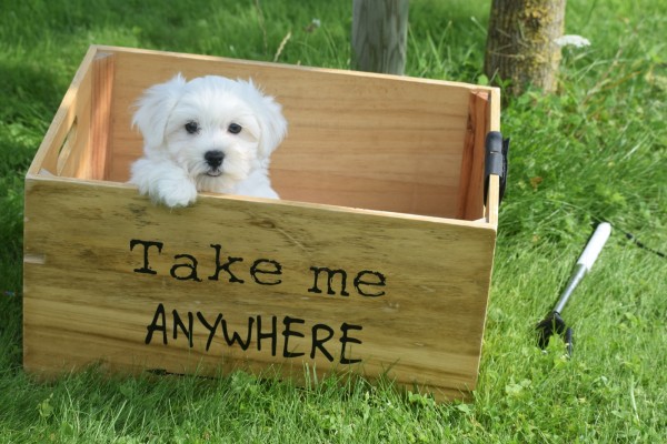 Bichon maltais (reu) 68238