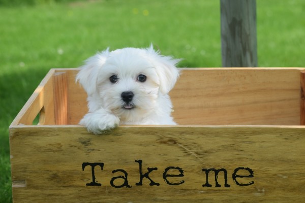 Bichon maltais (reu) 68238