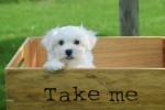Bichon maltais (reu) 68238