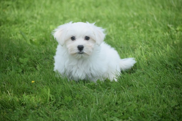 Bichon maltais (reu) 68238
