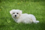 Bichon maltais (reu) 68238