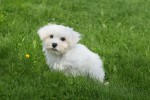 Bichon maltais (reu) 68238